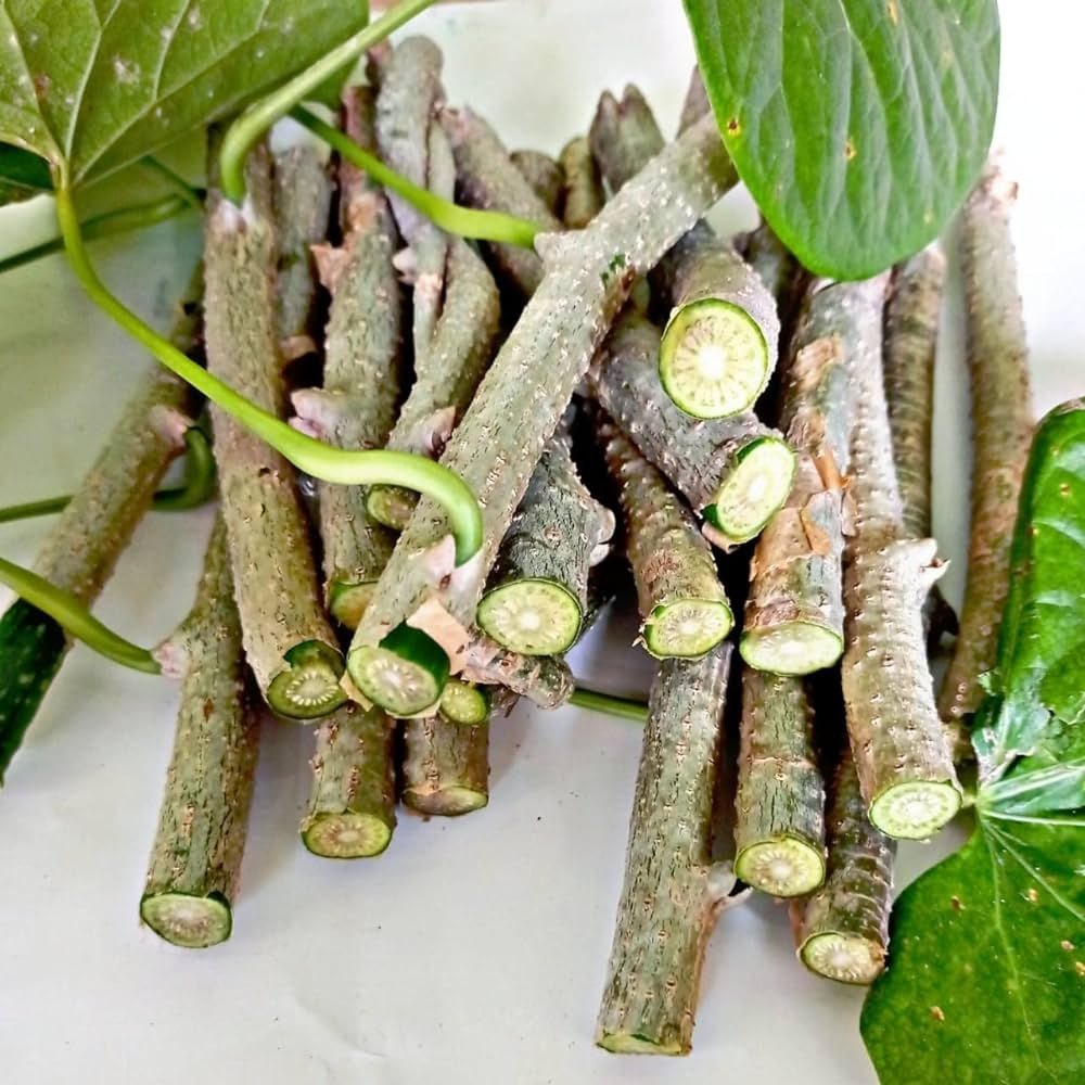 Giloy Benefits