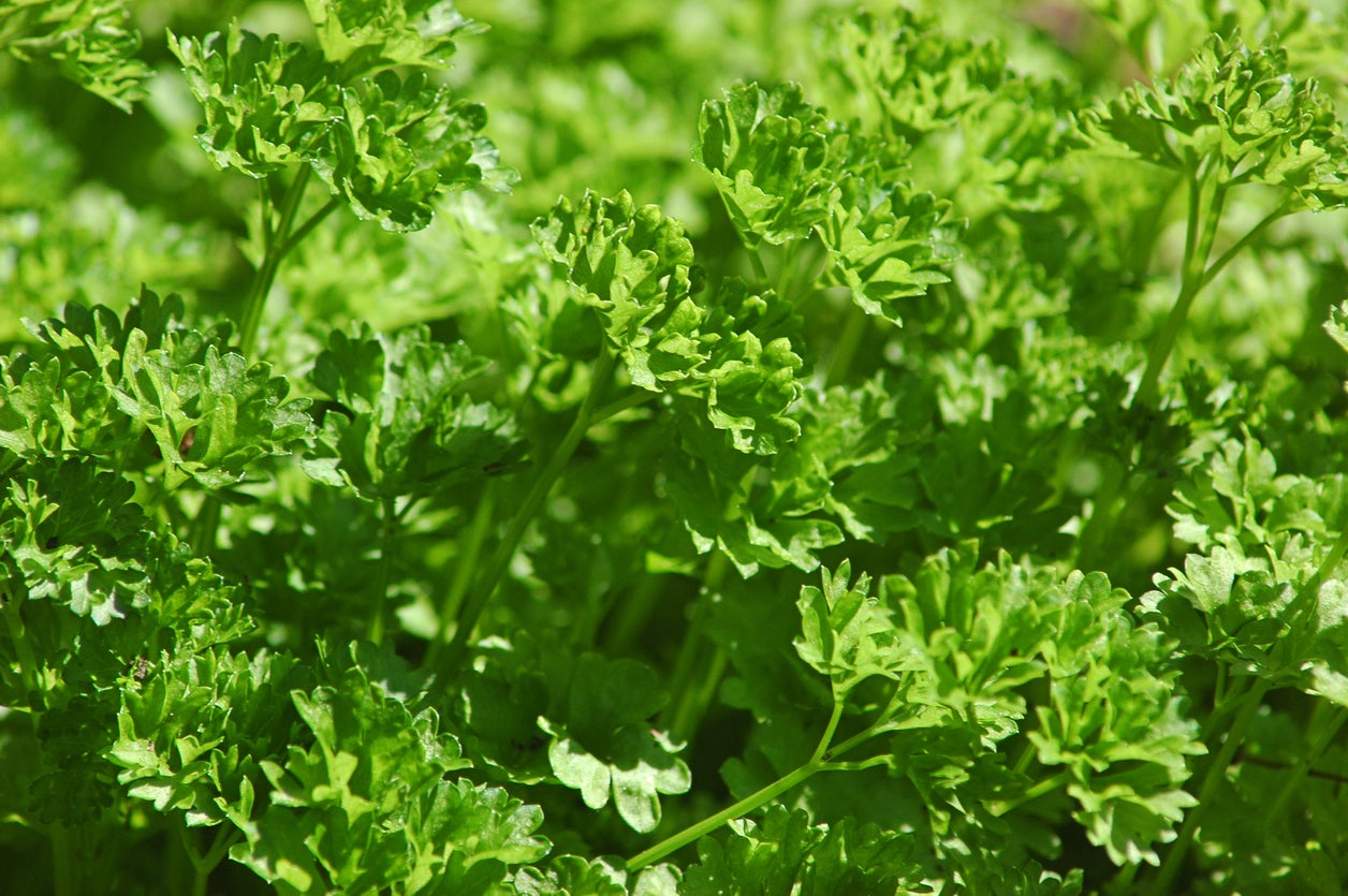 Fresh parsley bunch