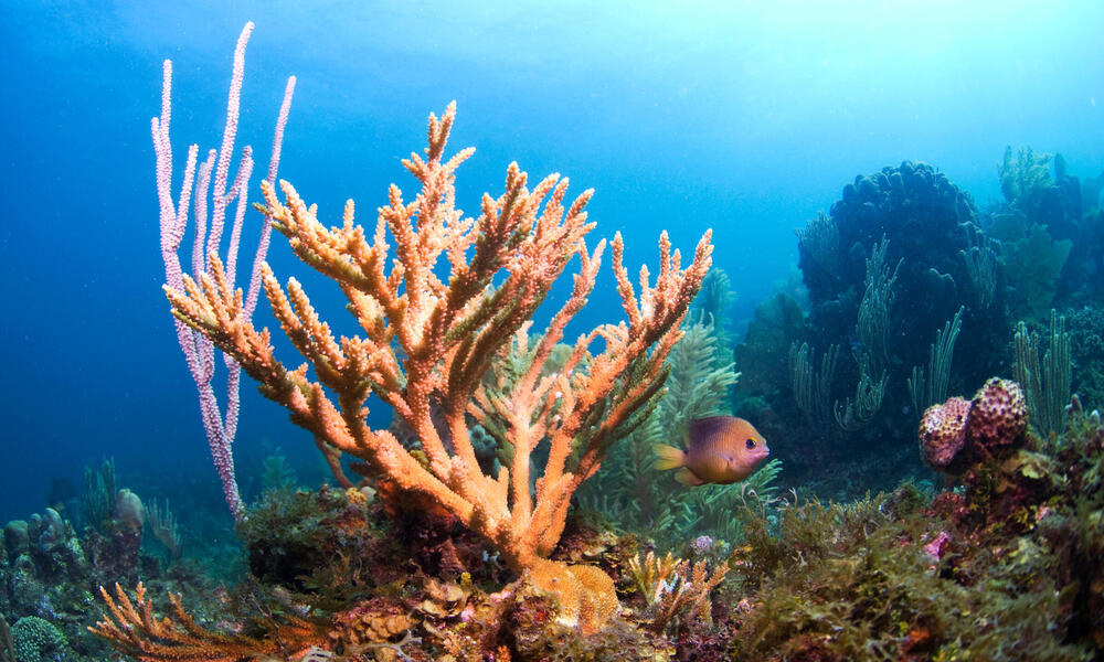 Coral Calcium