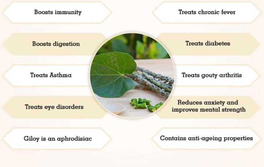 Giloy Benefits